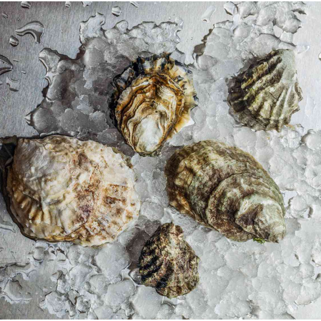 Which oyster to choose?