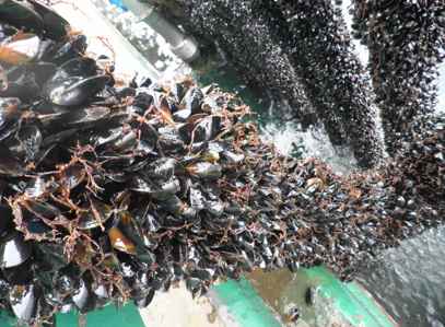 Cozze Irlandesi