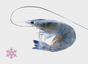 raw fish Blue Shrimps