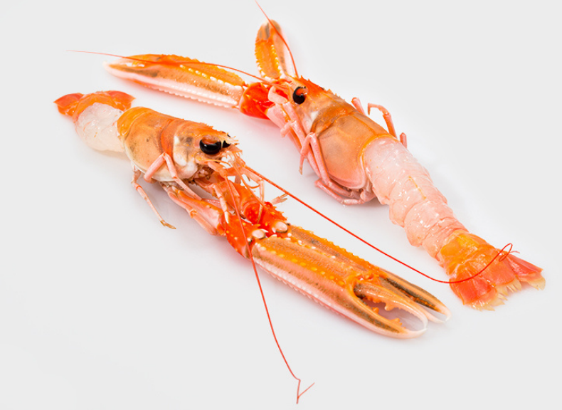 raw fish XXL Langoustine